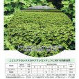 画像6: エビスグサ｜マメ科【100g】家庭園芸・実験栽培用・ハブ茶原料・ケツメイシ【送料無料】【時間指定不可】