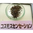 画像4: 【景観用種子】コスモス｜優良品種｜秋桜【500g入り/500平方ｍ用】 (4)