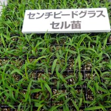 詳細写真1: 【暖地型芝草】センチピードグラス｜Centipede grass【管理が楽々】