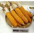 画像10: 【2024年６月の出荷・新品種・牧草種子】サイレージコーン｜飼料用トウモロコシ（中生種）｜NS129スーパー[RM129] 3500粒/約500平方ｍ分｜中生ならではの大型草姿｜カネコ種苗製