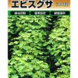 ・エビスグサは春播き〜夏播きの緑肥です。