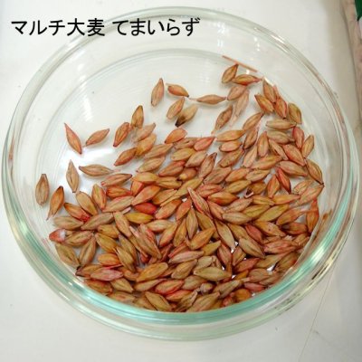 てまいらず|リビングマルチ用 大麦