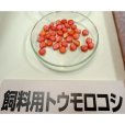 画像8: 【新品種・牧草種子】サイレージコーン｜飼料用トウモロコシ（中生種）｜NS129スーパー[RM129] 3500粒/約500平方ｍ分｜中生ならではの大型草姿｜カネコ種苗製
