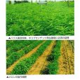 画像5: クロタラリア｜家庭園芸・実験栽培用【100g】【送料無料】【時間指定不可】