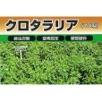 画像4: クロタラリア｜家庭園芸・実験栽培用【100g】【送料無料】【時間指定不可】