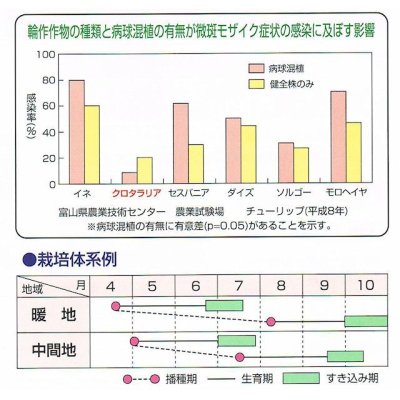 画像7: 【緑肥用種子】クロタラリア ジュンセア|窒素固定|線虫抑制|硬盤破砕|マメ科【1kg】カネコ種苗製