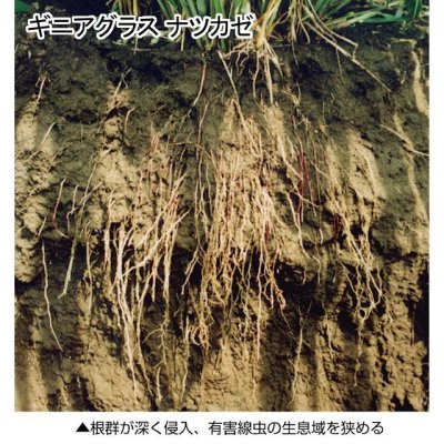 ギニアグラス|ナツカゼ