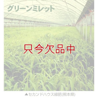 グリーンミレット｜栽培ひえ