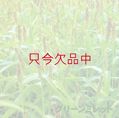 グリーンミレット｜栽培ひえ
