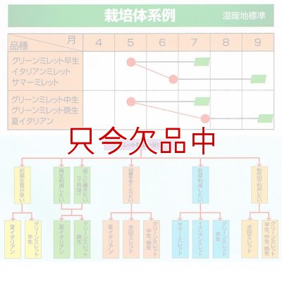 画像7: [値下げ]【緑肥・牧草種子】グリーンミレット｜ヒエ【中生（乾物収量多収）】【1kg】カネコ種苗製