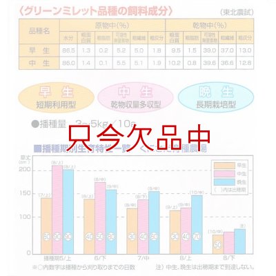 画像8: [値下げ]【緑肥・牧草種子】グリーンミレット｜ヒエ【中生（乾物収量多収）】【1kg】カネコ種苗製
