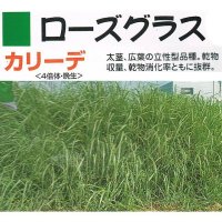 [品薄]暖地型牧草【牧草種子】ローズグラス｜カリーデ【普通種子】4倍体｜晩生種【1kg】カネコ種苗製