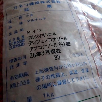 マルチムギ|リビングマルチ用 小麦