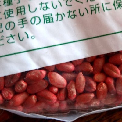 マルチムギ|リビングマルチ用 小麦