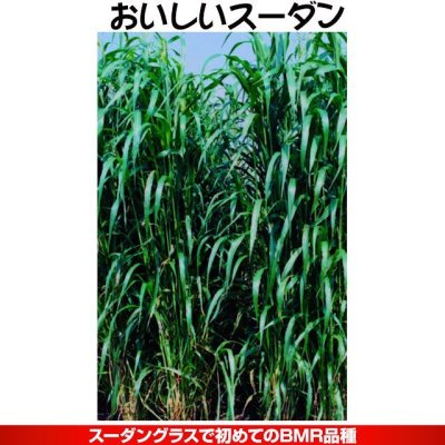 おいしいスーダン