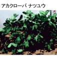 画像2: [値下げ]【牧草種子】アカクローバ｜ナツユウ｜早生種【500g】マメ科牧草｜カネコ種苗製 (2)
