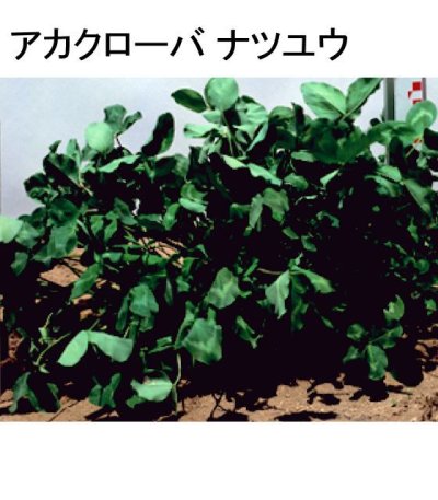 画像2: [値下げ]【牧草種子】アカクローバ｜ナツユウ｜早生種【500g】マメ科牧草｜カネコ種苗製