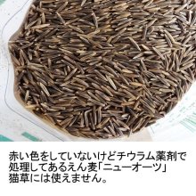 詳細写真1: 【猫草用種子】えん麦【700g】安心安全な薬剤無処理品【いくつでも全国一律送料530円】