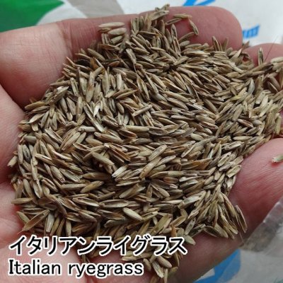 イタリアンライグラス種子100g