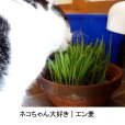 【猫草用種子】えん麦｜薬剤無処理品