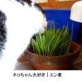 [値下げ]【猫草用種子】えん麦【500g】安心安全な薬剤無処理品【いくつでも全国一律送料530円】