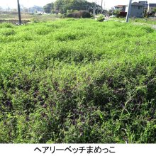 詳細写真1: 【緑肥・牧草種子】ヘアリーベッチまめっこ【1kg】マメ科｜窒素固定｜硬盤破砕｜敷藁｜防風｜刈り取り不要｜カネコ種苗製