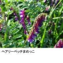 詳細写真2: 【緑肥・牧草種子】ヘアリーベッチまめっこ【1kg】マメ科｜窒素固定｜硬盤破砕｜敷藁｜防風｜刈り取り不要｜カネコ種苗製