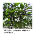 画像3: 硝酸カルシウム（硝酸石灰2水塩）【800g】【いくつでも全国一律送料530円】 (3)