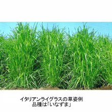 詳細写真1: 【牧草種子】イタリアンライグラス｜ニオウダチ｜早生種【1kg】カネコ種苗製