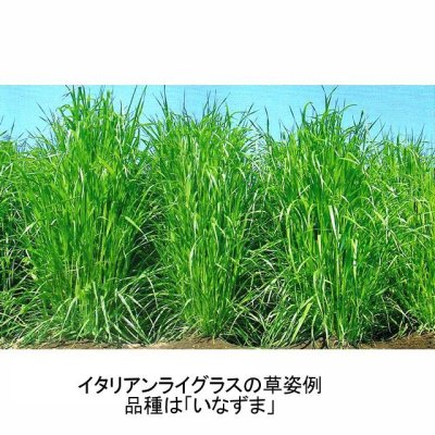 画像4: 【牧草種子】イタリアンライグラス｜ワセアオバ｜早生種【1kg】カネコ種苗