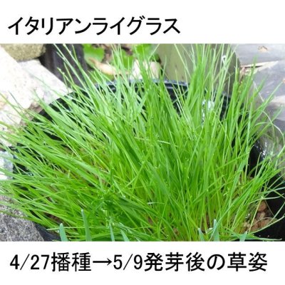 画像3: 【牧草種子】イタリアンライグラス｜ナガハヒカリ【1kg】4倍体中晩生種【1kg/500平方ｍ用】カネコ種苗製