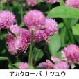 画像1: [値下げ]【牧草種子】アカクローバ｜ナツユウ｜早生種【500g】マメ科牧草｜カネコ種苗製 (1)