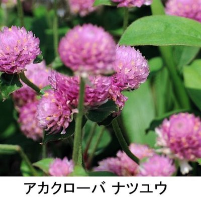 画像1: [値下げ]【牧草種子】アカクローバ｜ナツユウ｜早生種【500g】マメ科牧草｜カネコ種苗製