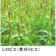 シロヒエ｜早生種【1kg】