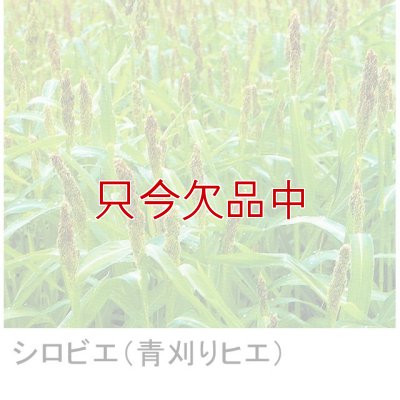 シロヒエ｜早生種【1kg】