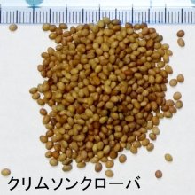 詳細写真1: [新発売]【牧草・緑肥種子】クリムソンクローバ｜シストル【500g】マメ科牧草｜カネコ種苗製