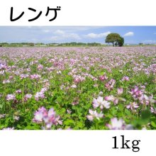 詳細写真1: 【緑肥種子】レンゲ【20kg】マメ科【緑肥用】【窒素固定】【景観形成】カネコ種苗製