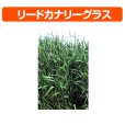 リードカナリーグラス｜パラトン