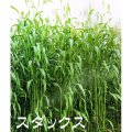 牧草用スダックス【牧草種子】早生種【1kg】動物園の飼料として人気｜カネコ種苗製