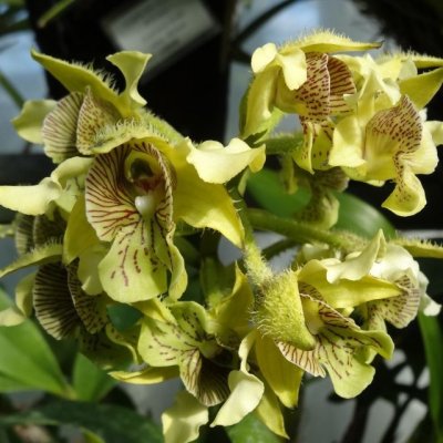 画像7: [個人宛・離島OK] ピータース 15-2-20（14-1.5-19）【10kg】ほう素強化水溶性肥料｜パンジー、サルビア、ビンカ、ポットカーネ他鉢物｜各種微量要素入り高純度粉末液肥【日祭日の配送・時間指定不可】