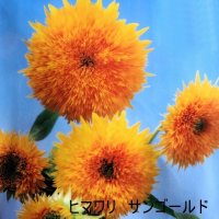 [値下げ]【景観用】ヒマワリ サンゴールド｜わい性・房咲き【100g】カネコ種苗ワイルドフラワー