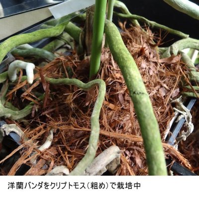 クリプトモスで植えられた洋蘭バンダ