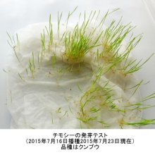 詳細写真1: チモシーのタネ｜生牧草・ペット・実験栽培用【100g】【送料無料】【時間指定不可】