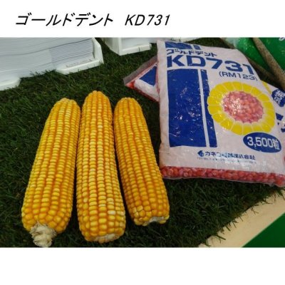 ゴールドデント｜KD731 [RM123]