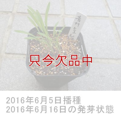 シロヒエ｜早生種【1kg】