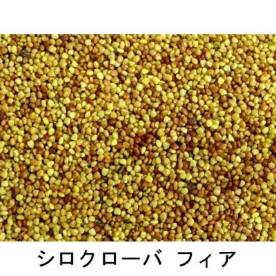 シロクローバ フィア
