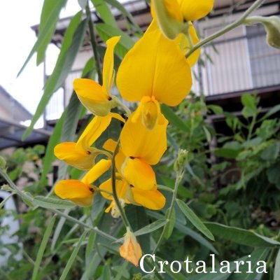クロタラリアの花 Crotalaria