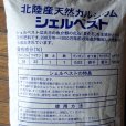 北陸産天然貝化石