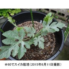 詳細写真2: 【大型鉢】NPポット（100L）-ブルーベリー、果樹に最適な大型コンテナ