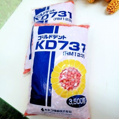 ゴールドデント｜KD731 [RM123]